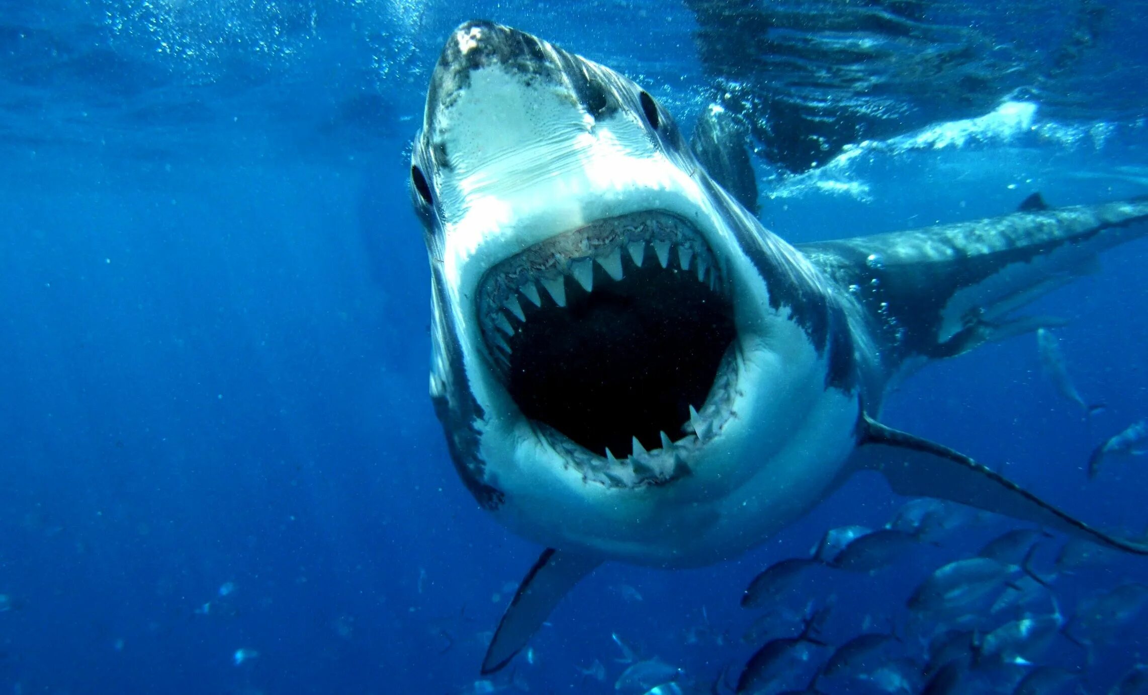 Акулы мира фото Pin by Dom-Pol on Sharks Great white shark, White sharks, Shark