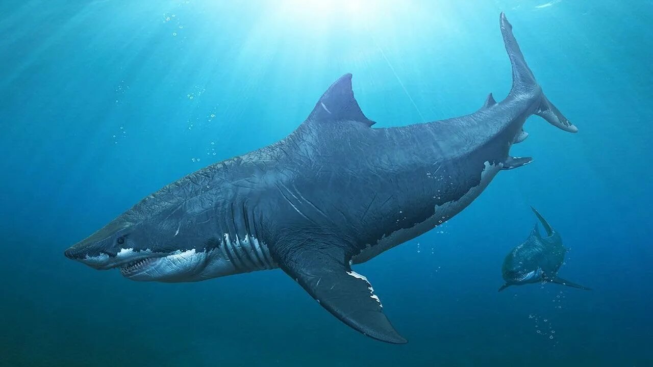 Акулы мира фото Why Did Megalodon Go Extinct? - YouTube