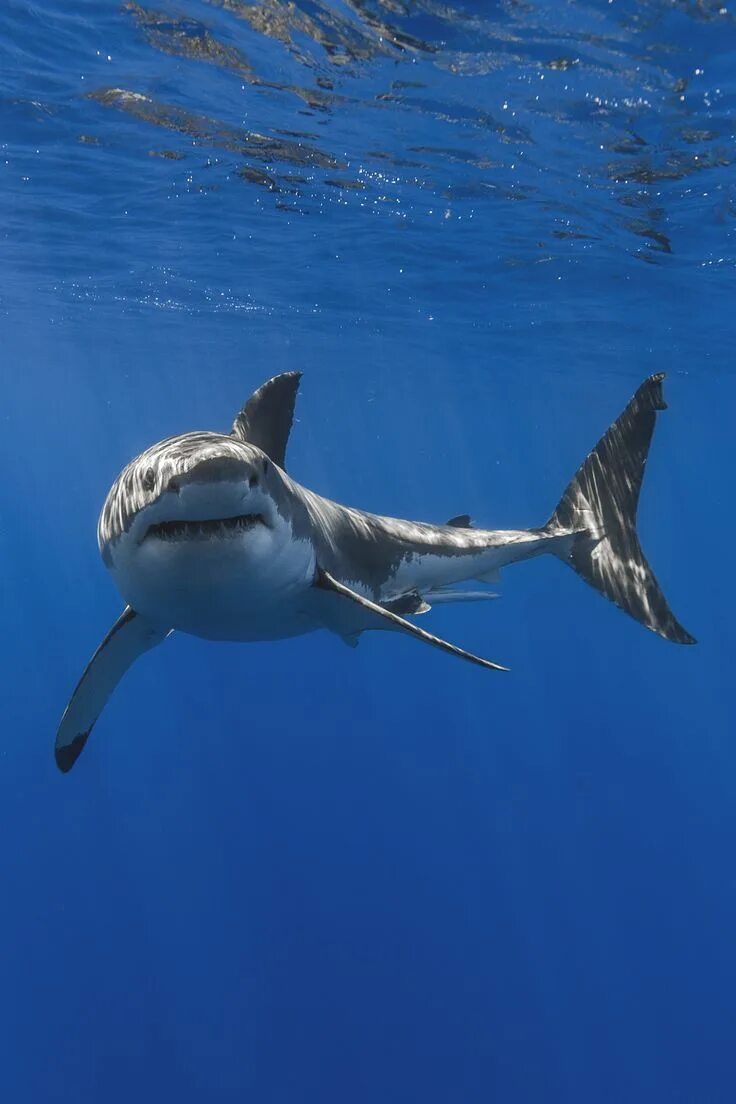 Акулы мира фото Pangeen Shark photos, Shark, Shark pictures