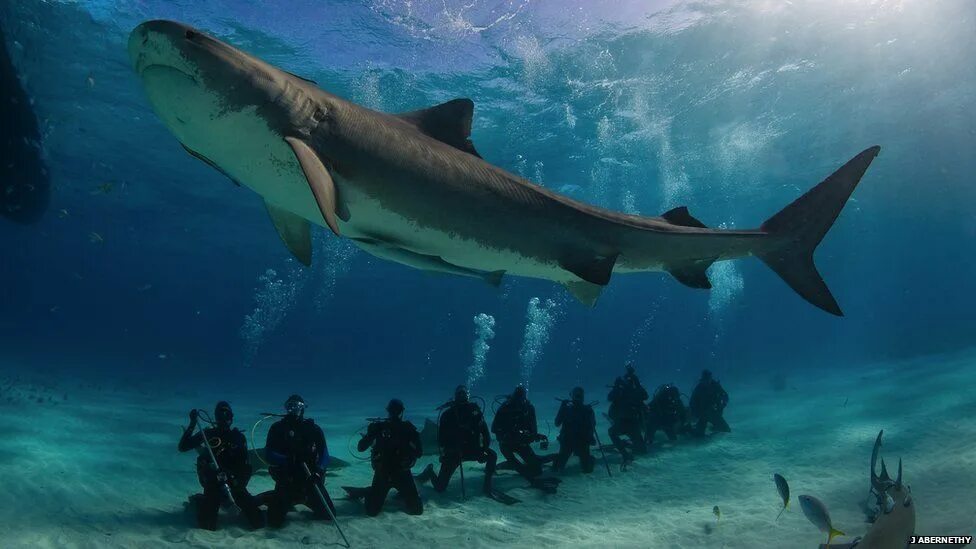 Акулы мира фото In pictures: Tagging tiger sharks Shark, Shark diving, Ocean creatures