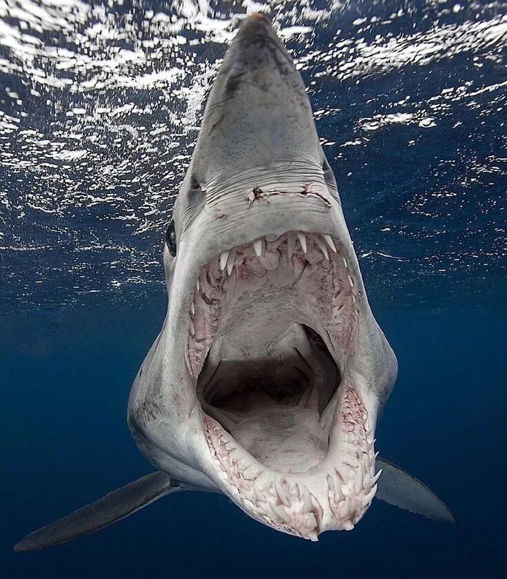 Акулы мира фото I hope the photographer is still alive! Shark photos, Shark, Animals
