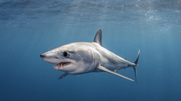 Акулы мира фото 17 different shark species are now classified as facing extinction * Earth.com S