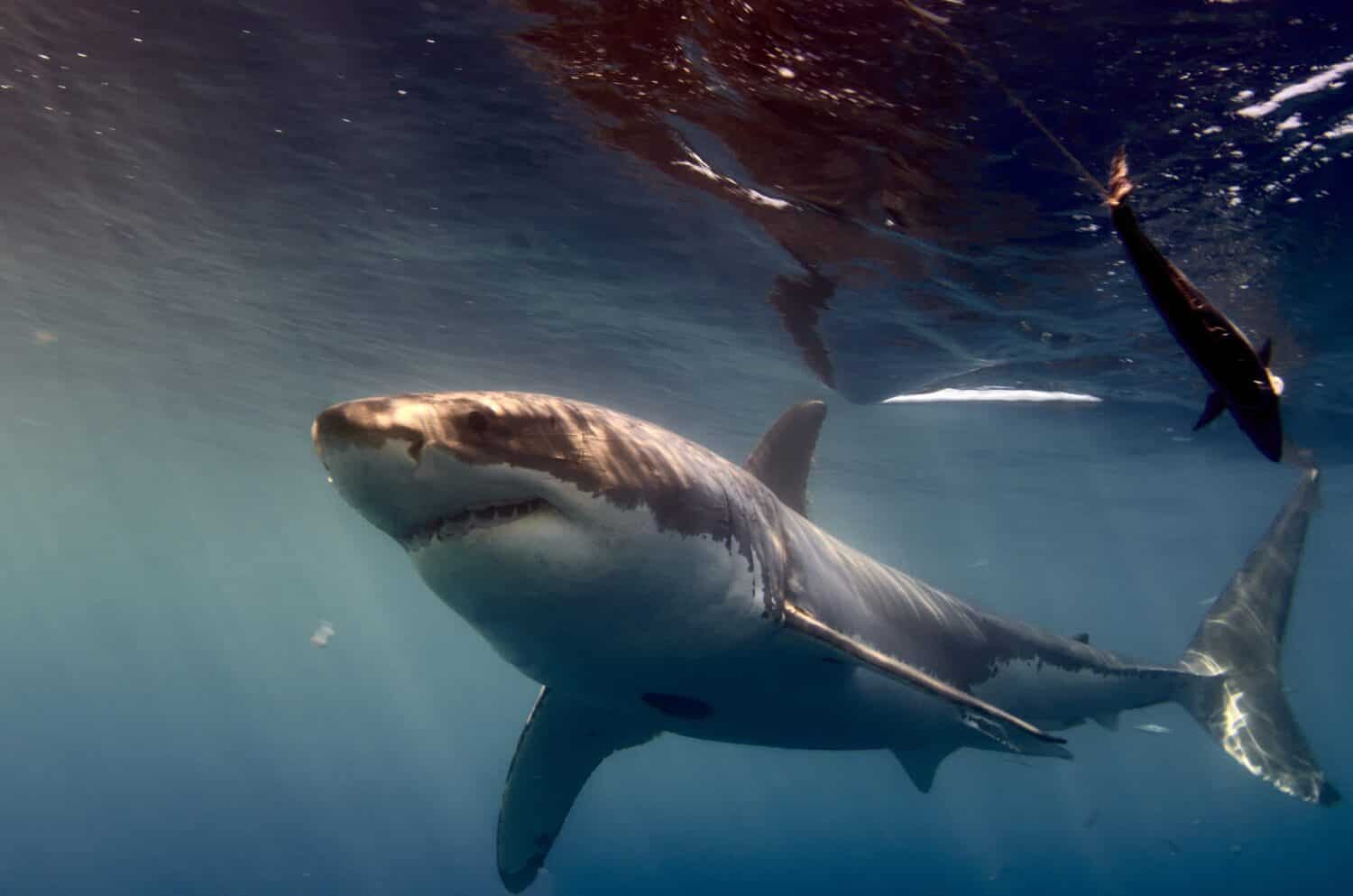 Акулы мира фото 5 Animals that Could Defeat a Great White Shark