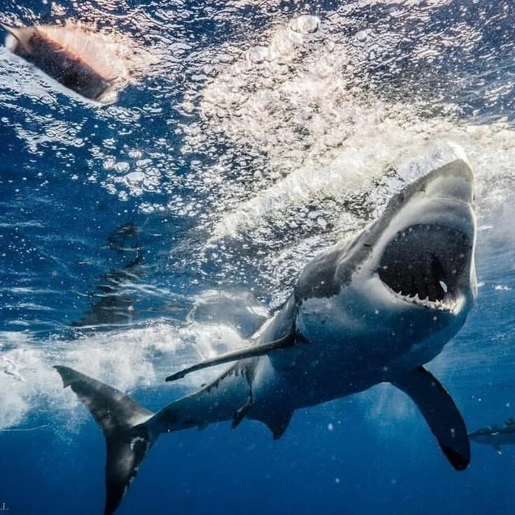 Акулы мира фото Instagram post by Shark Love * Jan 9, 2020 at 9:42am UTC Great white shark, Whit