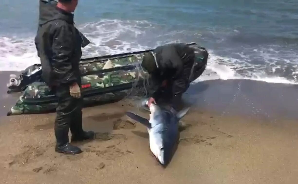 Акулы охотского моря фото Делом забитой бревном в Охотском акулы занялись сахалинские полицейские - Новост