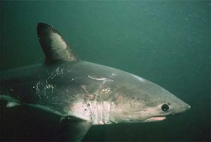 Акулы охотского моря фото Salmon shark. They look like little great whites! Shark, Shark photos, Shark fis