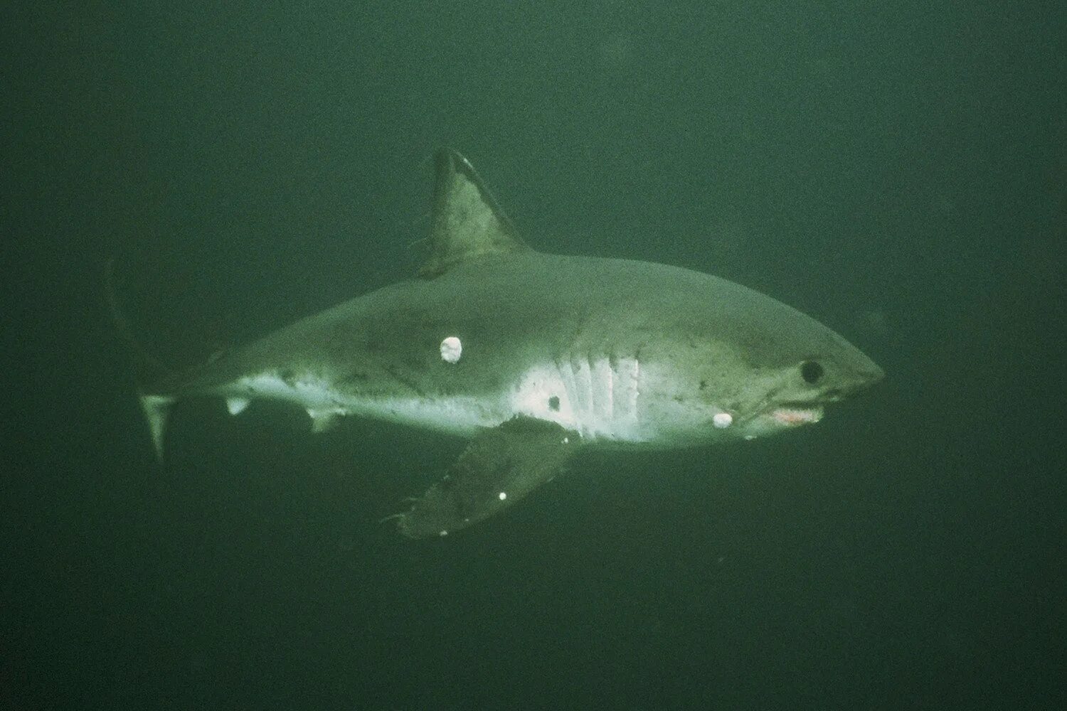 Акулы охотского моря фото Tunas, sharks and ships at sea Stanford Report