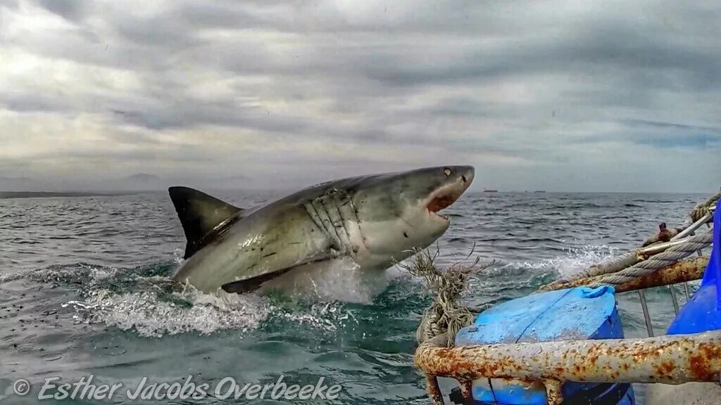 Акулы охотского моря фото Awesome Great White Breach