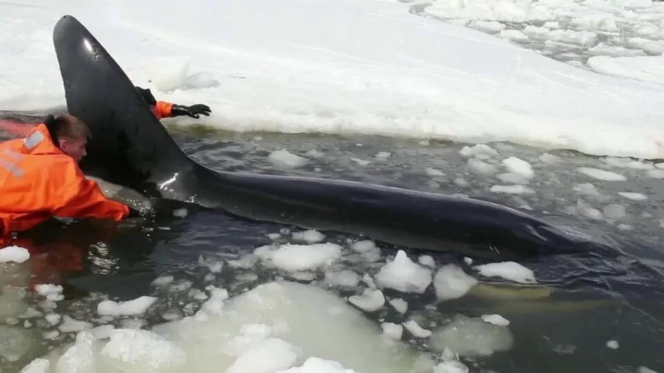 Акулы охотского моря фото Внимание жителей Сахалина последние сутки было приковано к спасательной операции