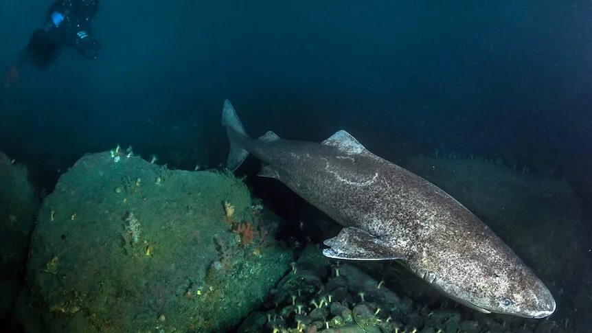 Акулы охотского моря фото Greenland shark is oldest vertebrate with lifespan of up to 400 years, scientist