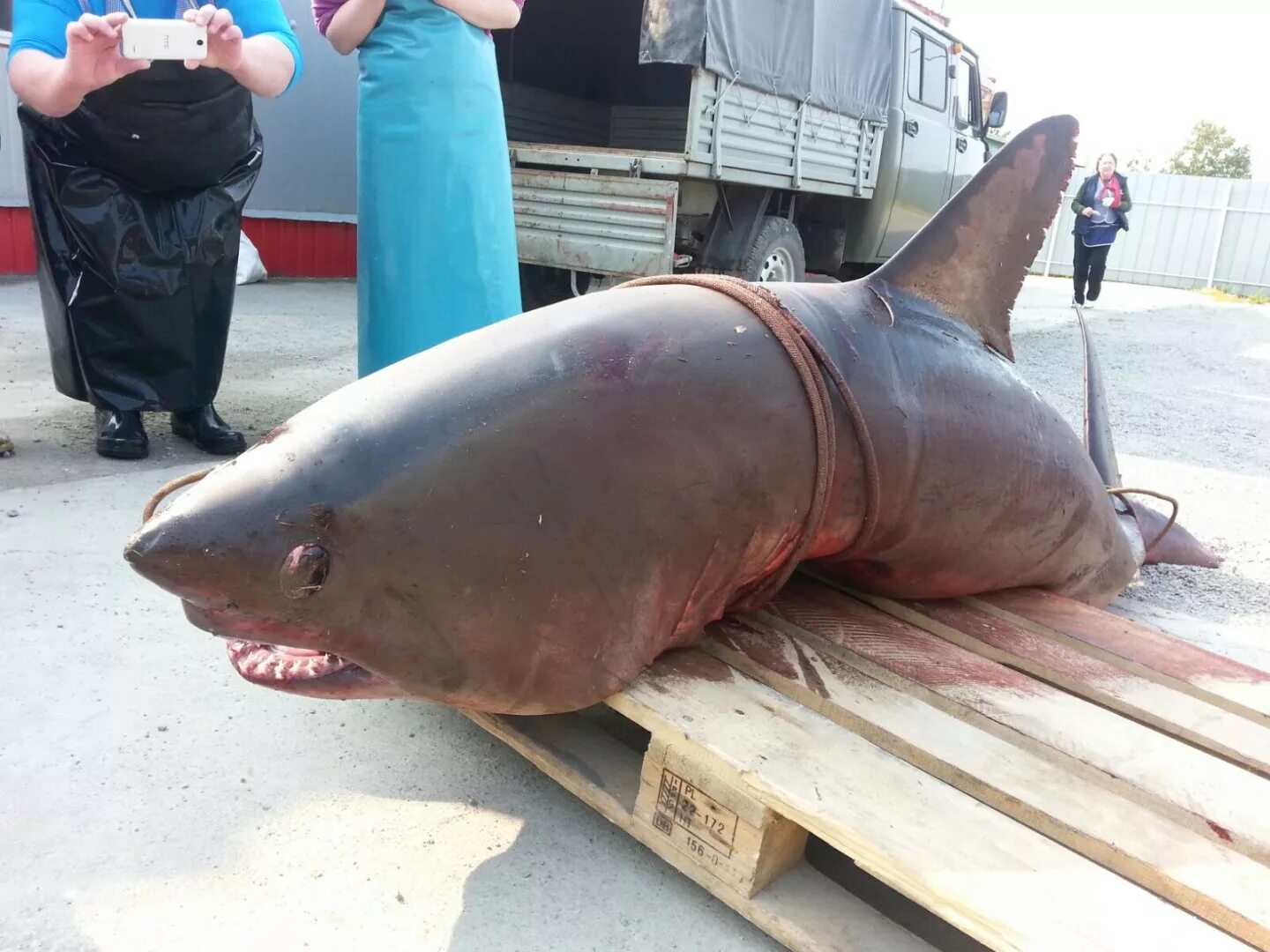 Акулы охотского моря фото В море тоже всякие рыбы есть... Страница 3 Амурский Берег - территория, свободна