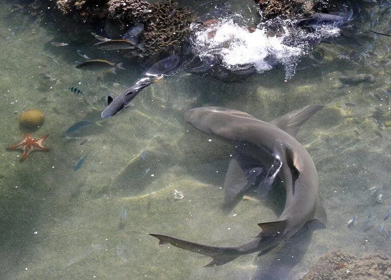 Акулы охотского моря фото Shark overfishing endangers reefs: Australian study Fox News