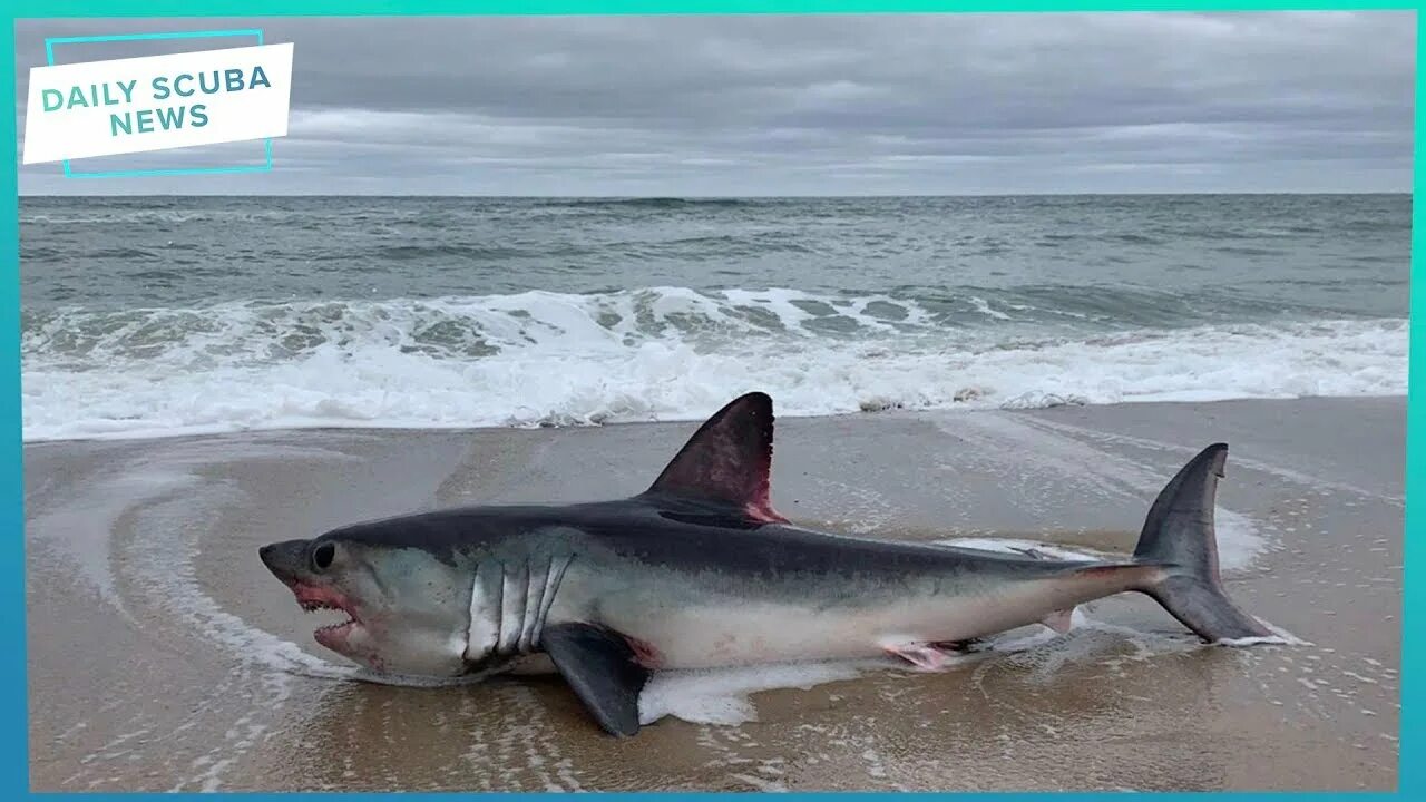 Акулы охотского моря фото Daily Scuba News - The Mystery Of A Six Foot Shark In Cape Cod! - YouTube