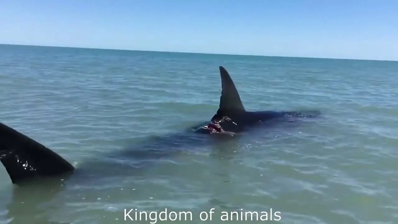 Акулы охотского моря фото Yaralı Beyaz Köpekbalığı Kıyıda Görüntülendi (White shark hitting the shore) - Y