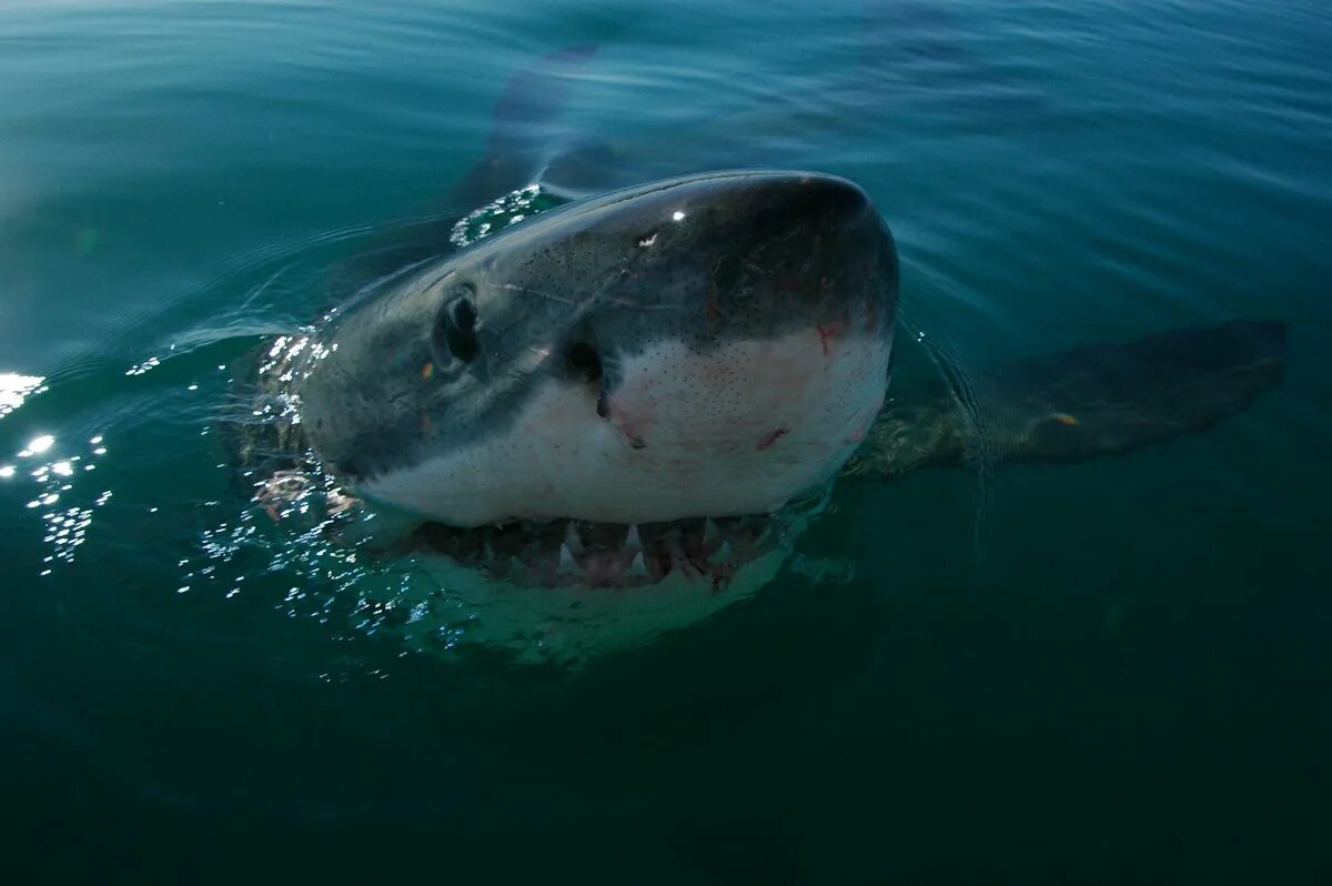 Акулы охотского моря фото This "Accidentally Caught" Great White Shark Just Died in a Japanese Aquarium