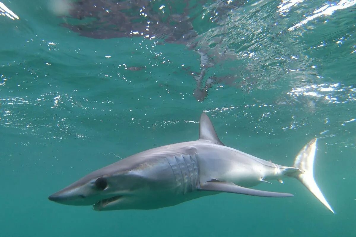 Акулы охотского моря фото A reprieve for mako sharks in the North Atlantic Envirotec
