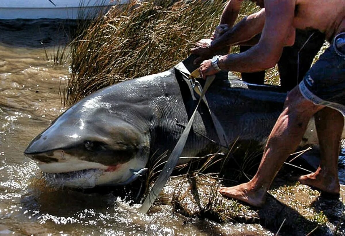 Акулы озера никарагуа фото She Is the largest Bull Shark ever Caught