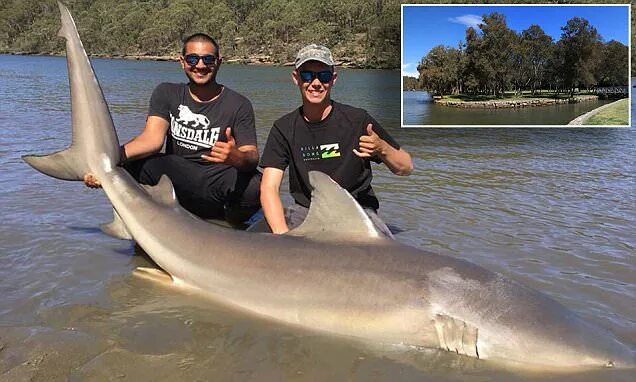 Акулы озера никарагуа фото Fishermen reel in bull shark from Sydney river