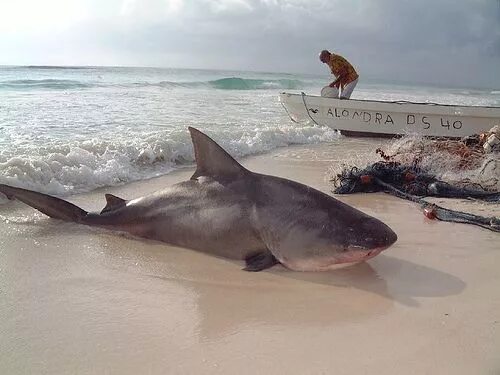 Акулы озера никарагуа фото Freshwater Bull Shark Bull Shark Caught in Tulum, Mexico Shark photos, Shark, Ba
