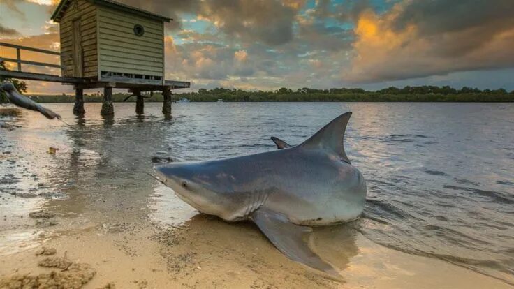 Акулы озера никарагуа фото The photographer says it's a 1.2m bull shark caught on an Easter fishing trip - 