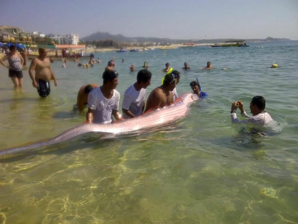 Акулы озера никарагуа фото Oarfish in Cabo Beach area Oarfish, Marine life, Under the sea