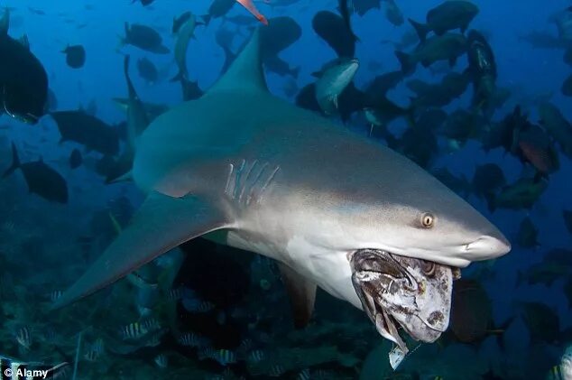 Акулы озера никарагуа фото Men wrestle with sharks in bizarre tug of war style fishing Daily Mail Online