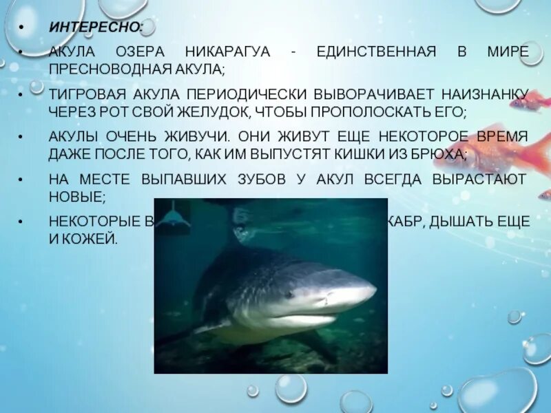 Акулы озера никарагуа фото Рыбы 7 класс презентация, доклад
