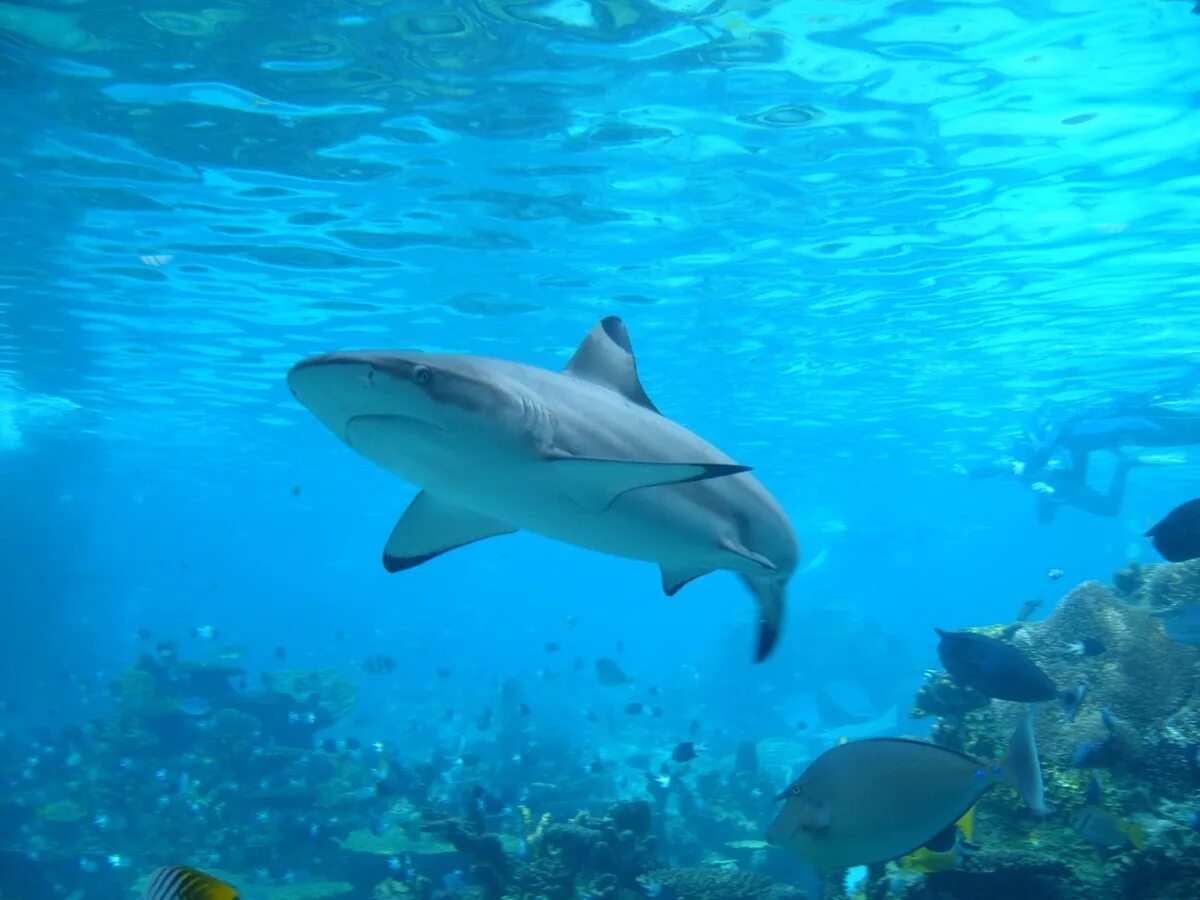 Акулы озера никарагуа фото File:Shark - opening.jpg - Wikipedia