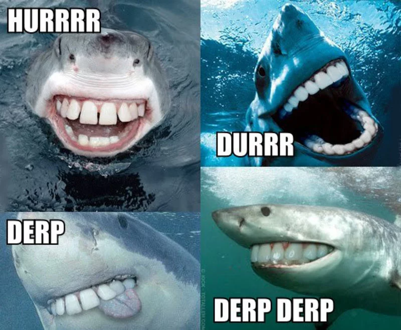 Акулы смешные фото Derpiest Sharks Sharks funny, Funny animal jokes, Shark week memes