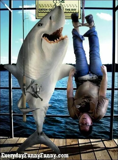 Акулы смешные фото Hahahaha. Today is opposite day! Some Funny Shit Shark in the ocean, Fish, Gone 