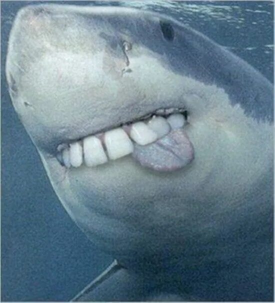 Акулы смешные фото 22 Sharks With Human Teeth Pictures That Are Just Ridiculous Sharks with human t