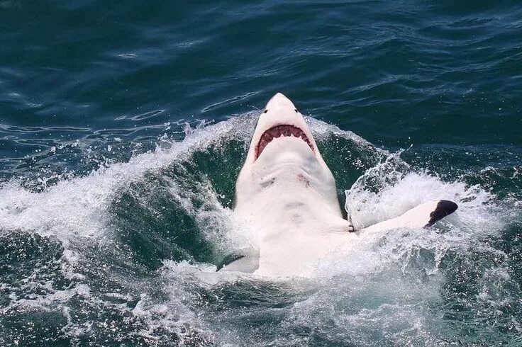 Акулы смешные фото Happy white Shark, Great white shark, Shark week