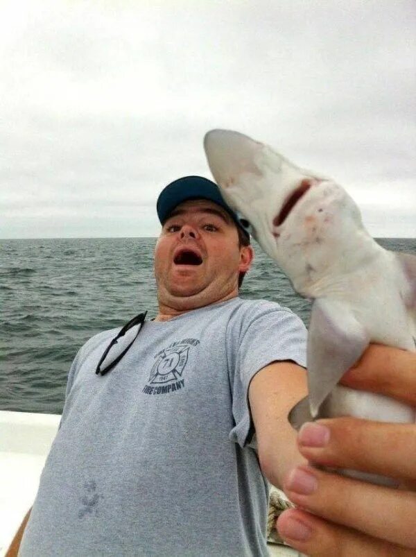 Акулы смешные фото Just 22 Weird Animal Photos We Haven't Quite Figured Out Yet Funny meme pictures