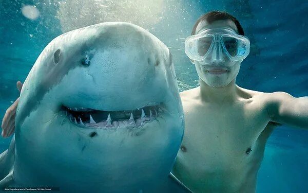 Акулы смешные фото Популярные записи по теме "животные" Print ads, Funny prints, Shark