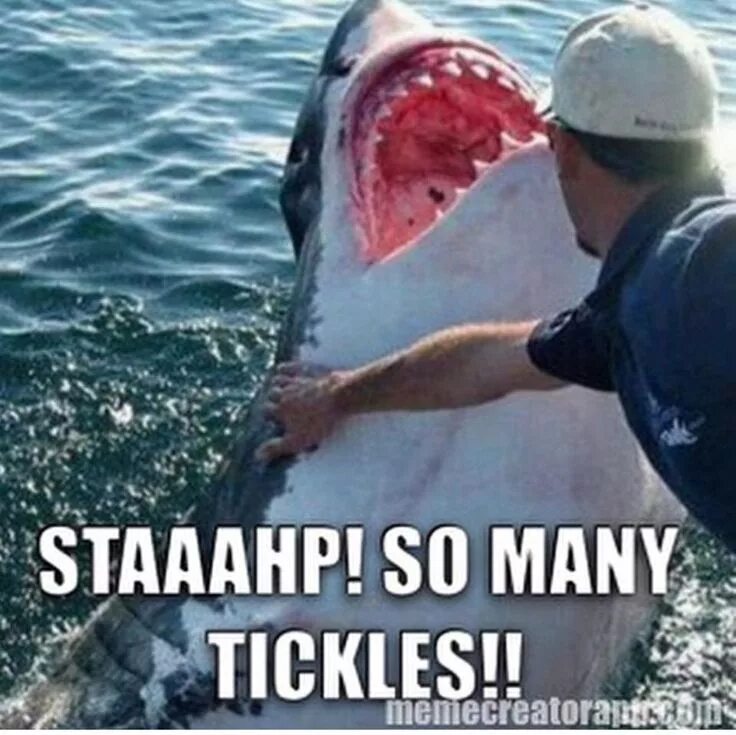 Акулы смешные фото Funny shark memes - Daily Funny Pictures, Pics, Photos, Images and GIFS