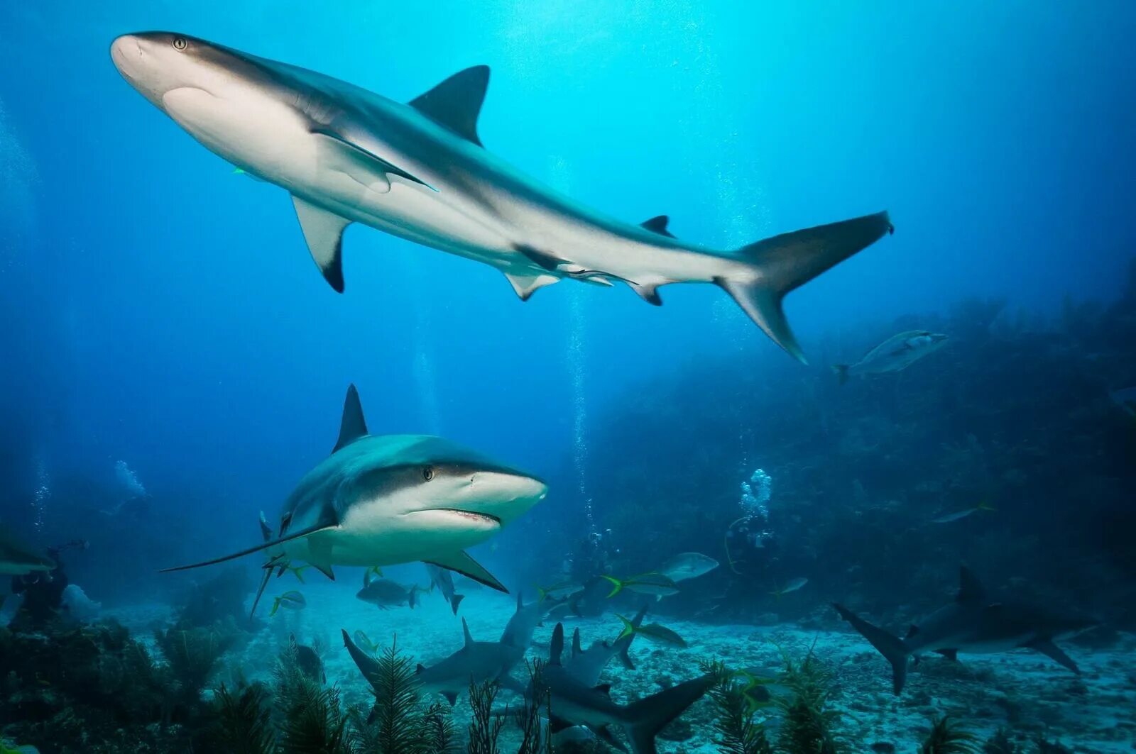 Акулы средиземного моря фото shark close up sharks sea wallpapers from photomonstr - images from Fonwall