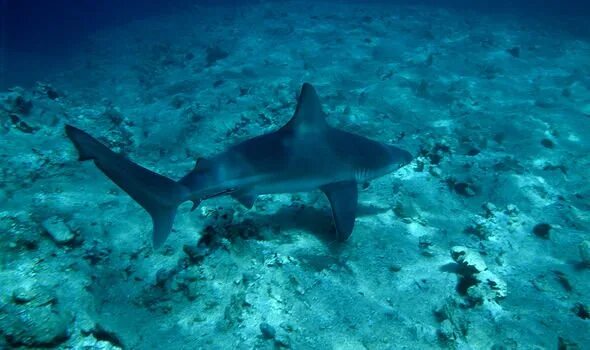 Акулы средиземного моря фото Shark news: Long Island beach closed by officials after 'significant size' shark