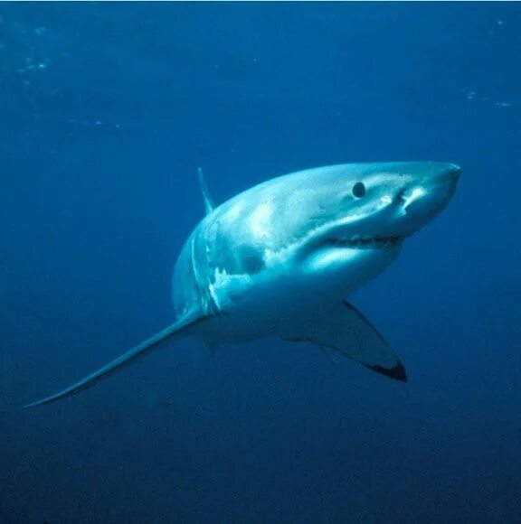 Акулы средиземного моря фото Adopt a Great White Shark Plush & Certificate Gift Kits
