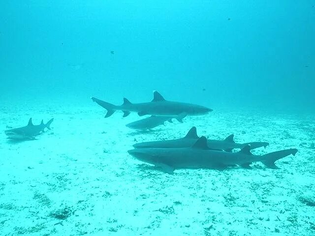 Акулы средиземного моря фото Sharks Free Stock Photo Sharks swimming in the ocean 7493
