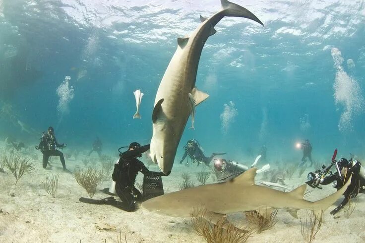 Акулы средиземного моря фото Be amazed by these incredible stories people up close with sharks Best scuba div