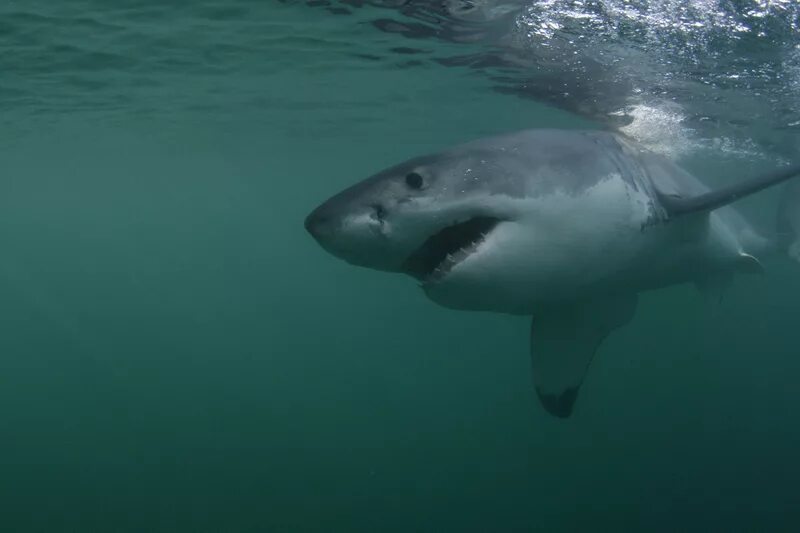 Акулы средиземного моря фото Great white sharks in Mediterranean News The University of Aberdeen