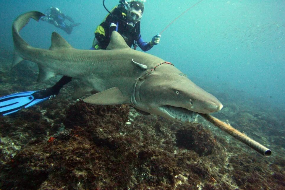 Акулы средиземного моря фото Hey, you in the mask, have you got a light?' How divers helped a shark in need D