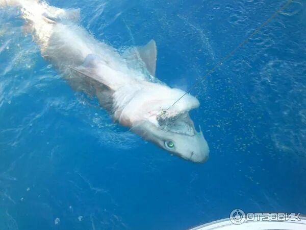 Акулы средиземного моря фото Отзыв о Рыбалка в Средиземном море (Турция, Аланья) Шок! Все акулы стали нашими