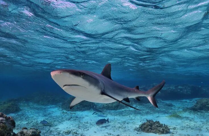 Акулы средиземного моря фото New Caledonia Expedition: Diving With Fish That Haven’t Seen Divers Grey reef sh