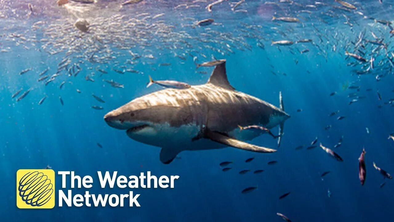 Акулы средиземного моря фото Canada's shark week: How Canadians are helping to change the 'shark game' - YouT