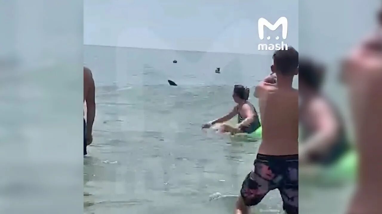 Акулы в анапе фото Туристы в Анапе ошибочно приняли дельфинов за акул и впали в панику - YouTube