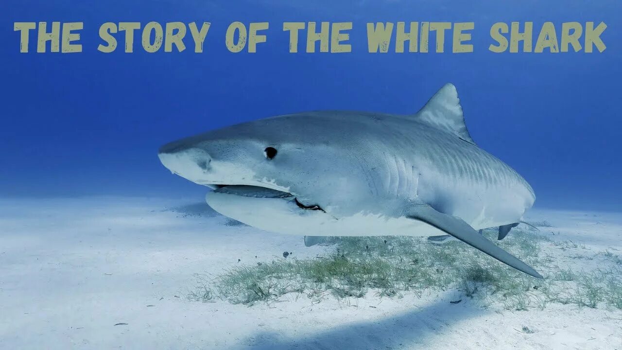 Акулы в анапе фото The Story of the White Shark - YouTube