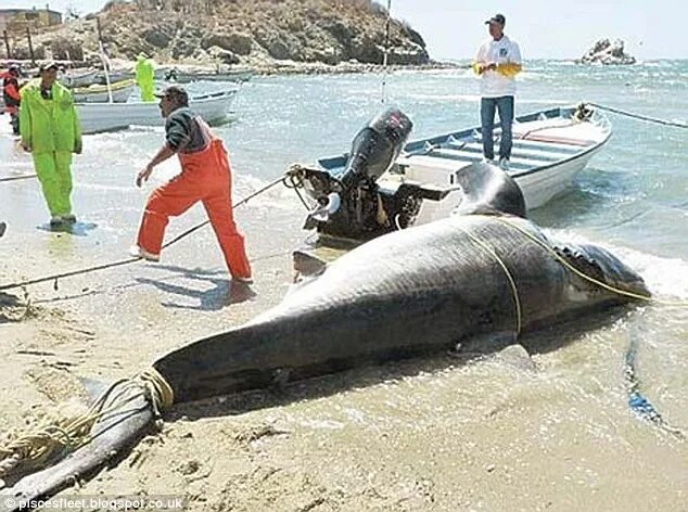 Акулы в анапе фото Local fishermen 'amazed' after capturing 2,000lb great white shark in net: 'Then
