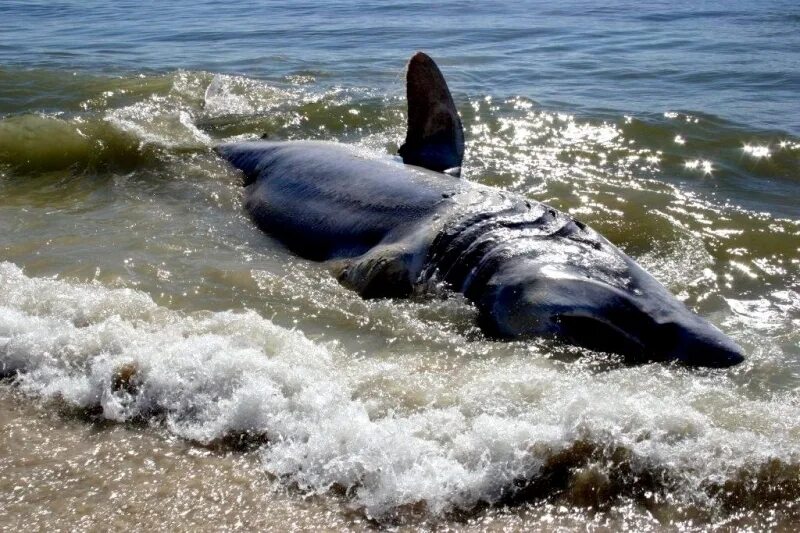 Акулы в анапе фото Index of /wp-content/gallery/basking-shark