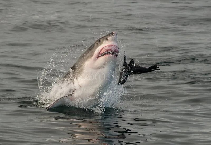 Акулы в анапе фото Great White Shark Breaching Stock Image - Image of africa, hunting: 58764853